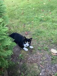 Found/Stray Male Cat last seen Meadow lane, Owatonna, MN 55060