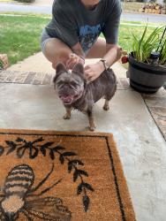Found/Stray Female Dog last seen Greystone, Oklahoma City, OK 73120