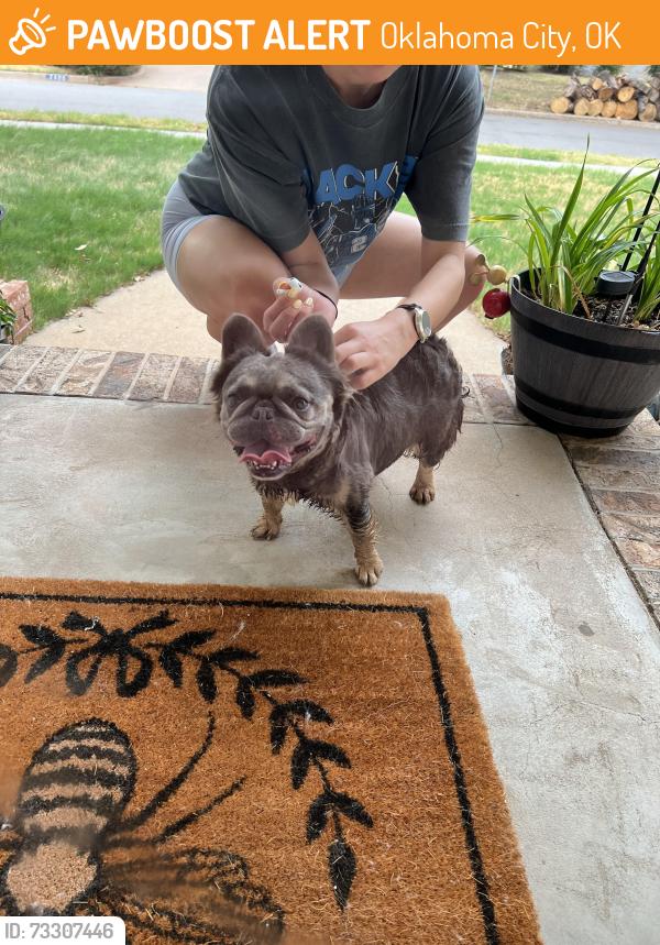 Found/Stray Female Dog last seen Greystone, Oklahoma City, OK 73120