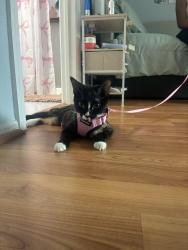 Found/Stray Female Cat last seen Countryside key blvd & curlew, Oldsmar, FL 33761