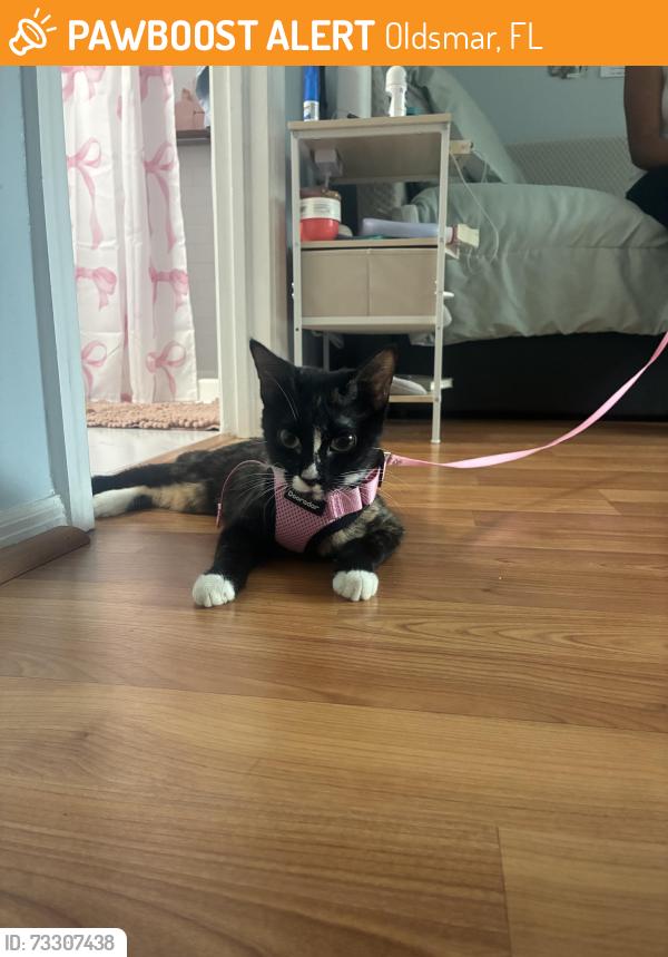 Found/Stray Female Cat last seen Countryside key blvd & curlew, Oldsmar, FL 33761