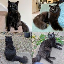 Reunited Male Cat last seen Madina Masjid Mosque, Stanley Road, Oxford, Oxfordshire, England OX4 1RH