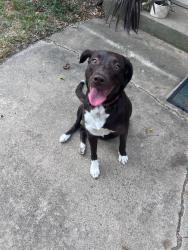 Reunited Female Dog last seen OU, Lindsey, Classen, Norman, OK 73071