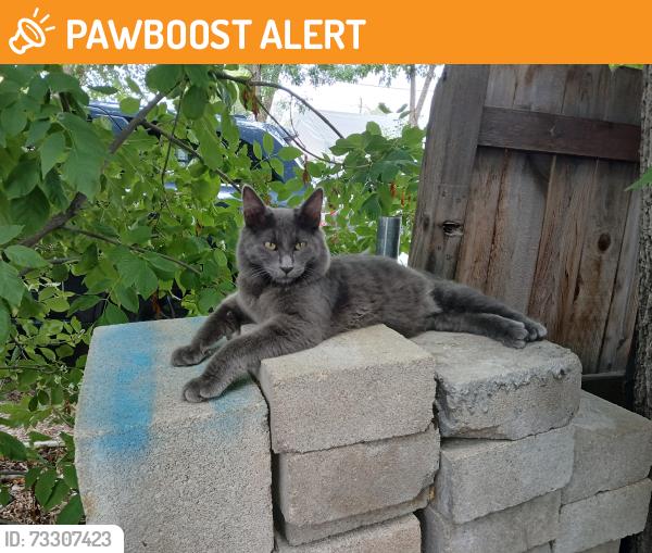 Found/Stray Unknown Cat last seen 11th and colorado ave, Colorado Springs, CO 80904