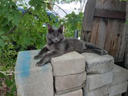 Found/Stray Unknown Cat last seen 11th and colorado ave, Colorado Springs, CO 80904