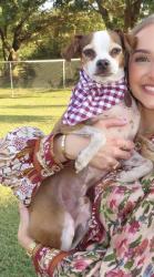 Reunited Male Dog last seen E X St, Meadowlark, Deer Park, TX 77536
