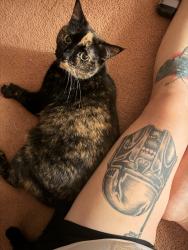 Lost Female Cat last seen Shreveport Trail & Cumberland, Plano, TX 75023