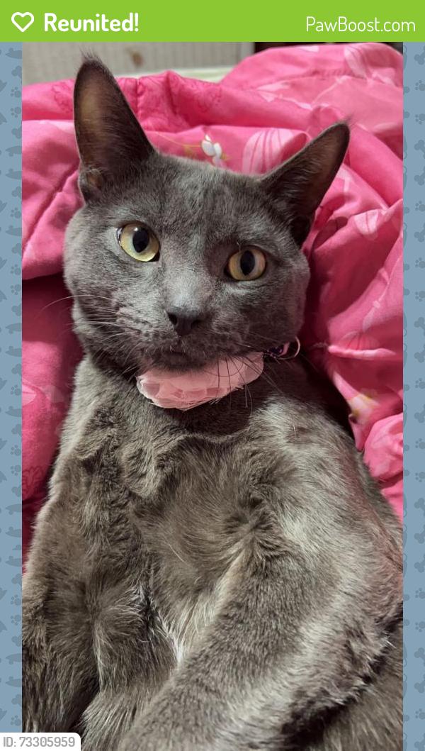 Reunited Male Cat last seen Near N Lawndale Ave, Chicago, IL 60651, USA, Chicago, IL 60651