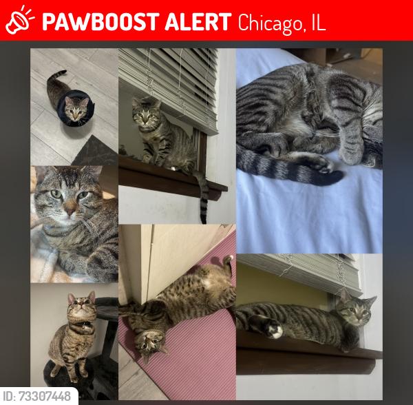 Lost Male Cat last seen 43rd and washtenaw, Chicago, IL 60632