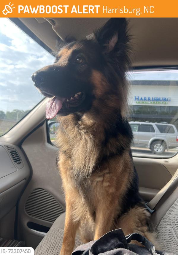 Found/Stray Male Dog last seen harrisburg road/rocky river road intersection, Harrisburg, NC 28075