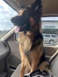 Found/Stray Male Dog last seen harrisburg road/rocky river road intersection, Harrisburg, NC 28075