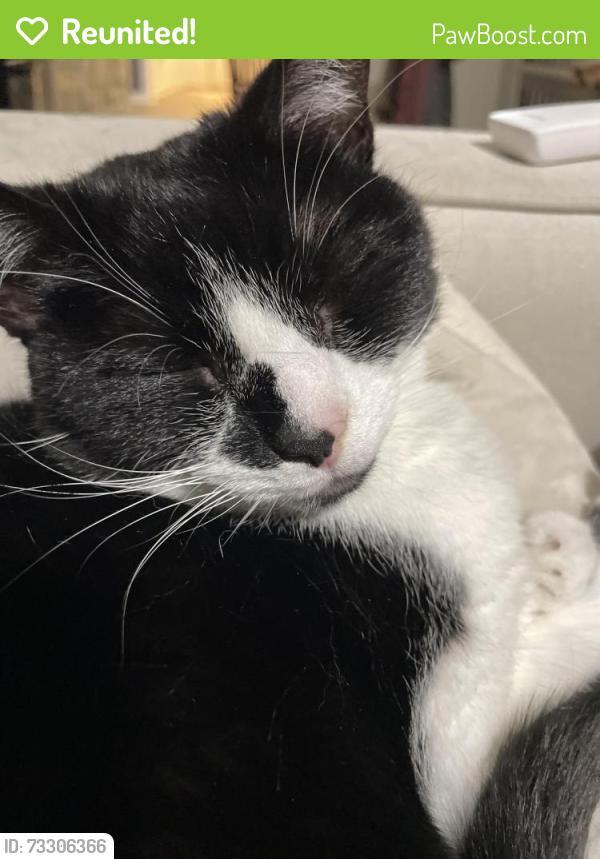 Reunited Female Cat last seen Bridgton road, Winston-Salem, NC 27127