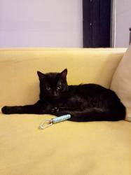 Reunited Female Cat last seen FY14AG, Blackpool, England FY1 4AG