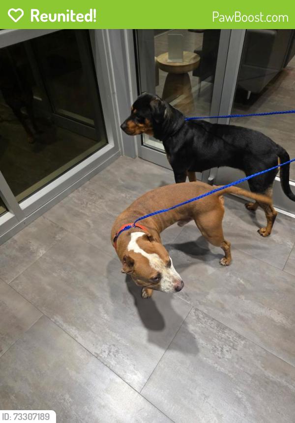 Reunited Male Dog last seen Planet Fitness Ramsey St, Fayetteville, NC 28311