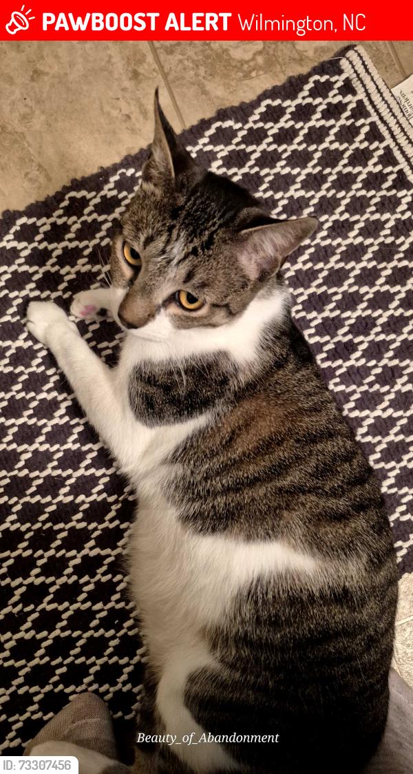 Lost Male Cat last seen Ran i to woods behind Stephens Pointe apmts, Wilmington, NC 28411