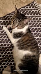 Lost Male Cat last seen Ran i to woods behind Stephens Pointe apmts, Wilmington, NC 28411