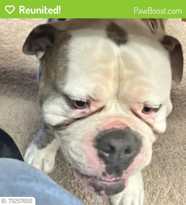 Reunited Male Dog last seen Smokey Joes BBQ, Dallas, TX 75232