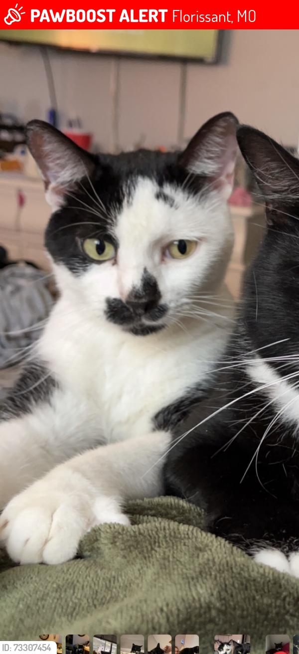 Lost Male Cat last seen St. Catherine, Florissant, MO 63033