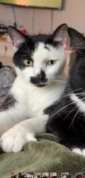 Lost Male Cat last seen St. Catherine, Florissant, MO 63033