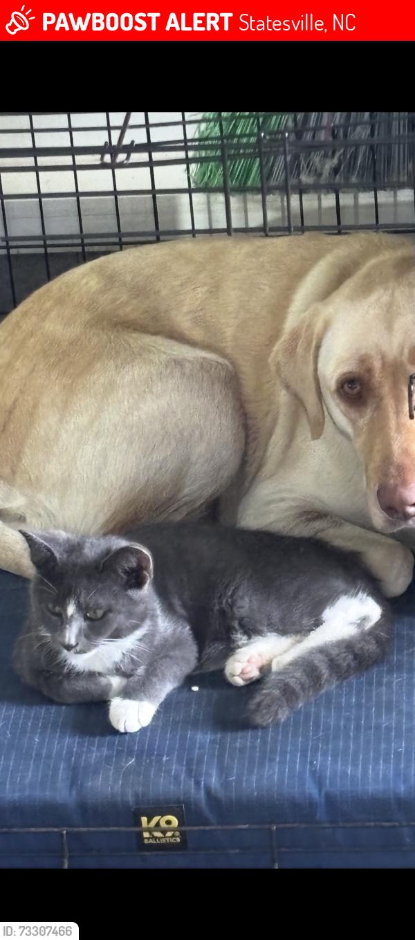 Lost Male Cat last seen Near n shady rest rd statesville, Statesville, NC 28677