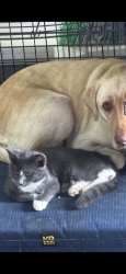 Lost Male Cat last seen Near n shady rest rd statesville, Statesville, NC 28677