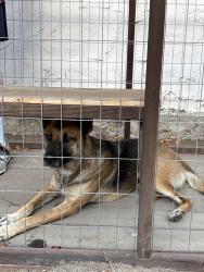Reunited Female Dog last seen Ibis & Bush, San Diego, CA 92103