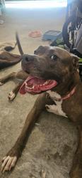 Reunited Female Dog last seen Golds gym walzem, Converse, TX 78109