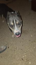 Found/Stray Male Dog last seen Airport rd and Narramore, Phoenix, AZ 85037