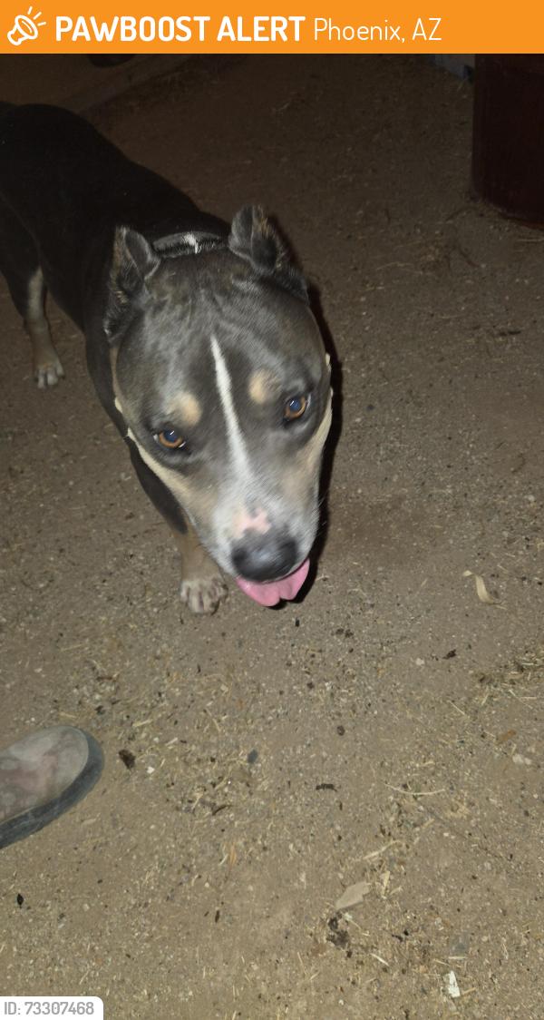 Found/Stray Male Dog last seen Airport rd and Narramore, Phoenix, AZ 85037