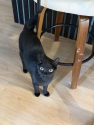 Reunited Male Cat last seen California ave, Salt Lake City, UT 84104