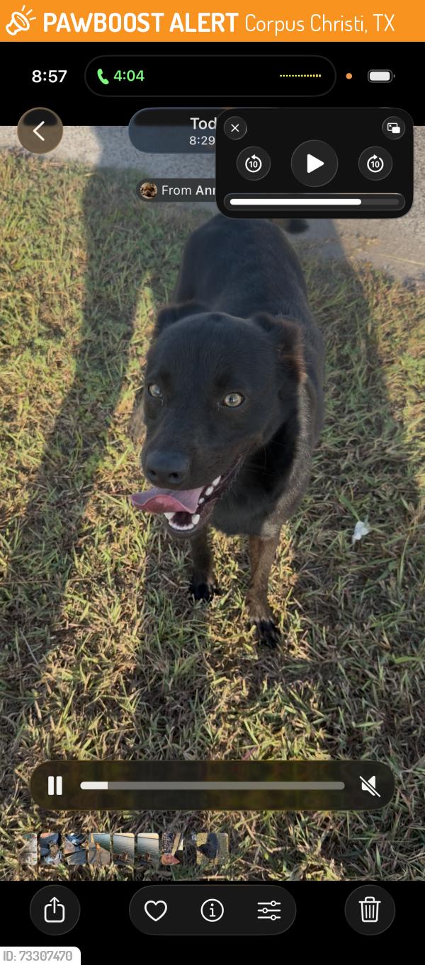 Found/Stray Female Dog last seen Baseball field off Waldron and yorktown, Corpus Christi, TX 78418