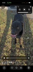 Found/Stray Female Dog last seen Baseball field off Waldron and yorktown, Corpus Christi, TX 78418