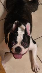 Reunited Male Dog last seen Moore and Veterans, Pharr, TX 78577