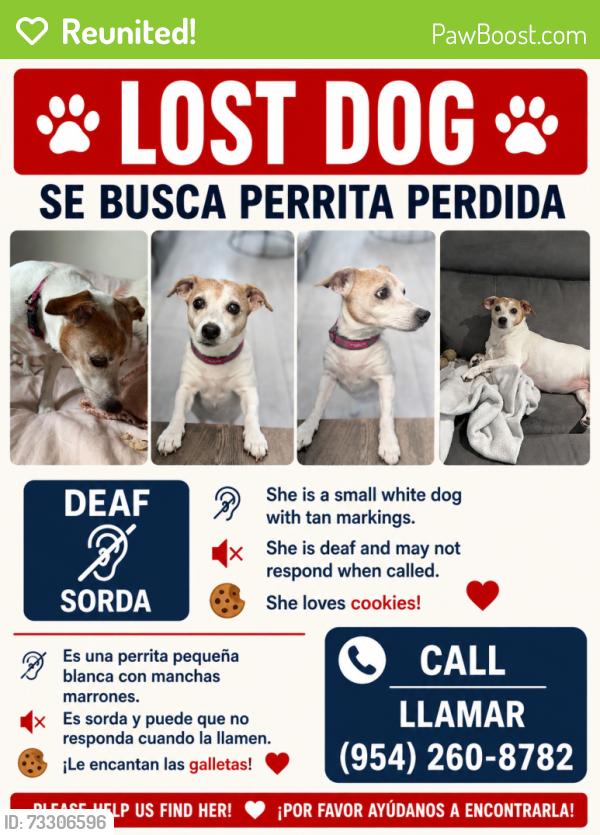 Reunited Female Dog last seen Paradise Village, Davie, Fl, Davie, FL 33325