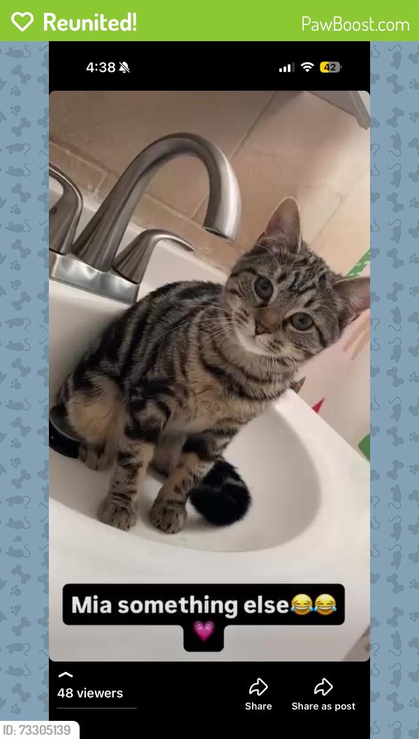 Reunited Female Cat last seen Sargeant st, Hartford, CT 06105