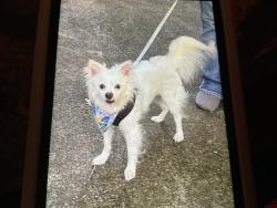Found/Stray Male Dog last seen McDonald’s parking lot, Pickens County, GA 30143