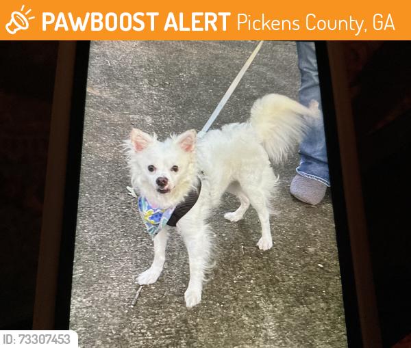 Found/Stray Male Dog last seen McDonald’s parking lot, Pickens County, GA 30143