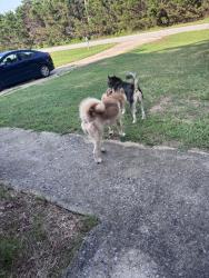 Found/Stray Female Dog last seen Bettis rd, Earl, NC 28073