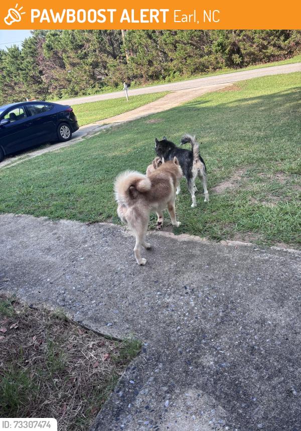 Found/Stray Female Dog last seen Bettis rd, Earl, NC 28073