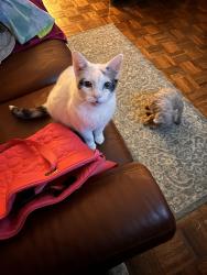Lost Female Cat last seen St. Catherine & Ridge, Florissant, MO 63033
