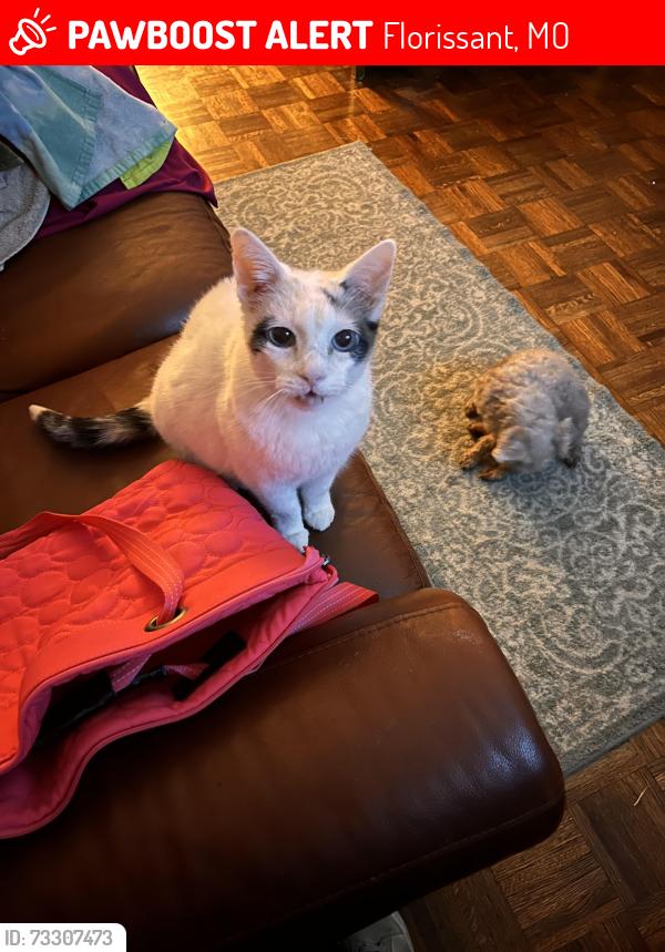 Lost Female Cat last seen St. Catherine & Ridge, Florissant, MO 63033