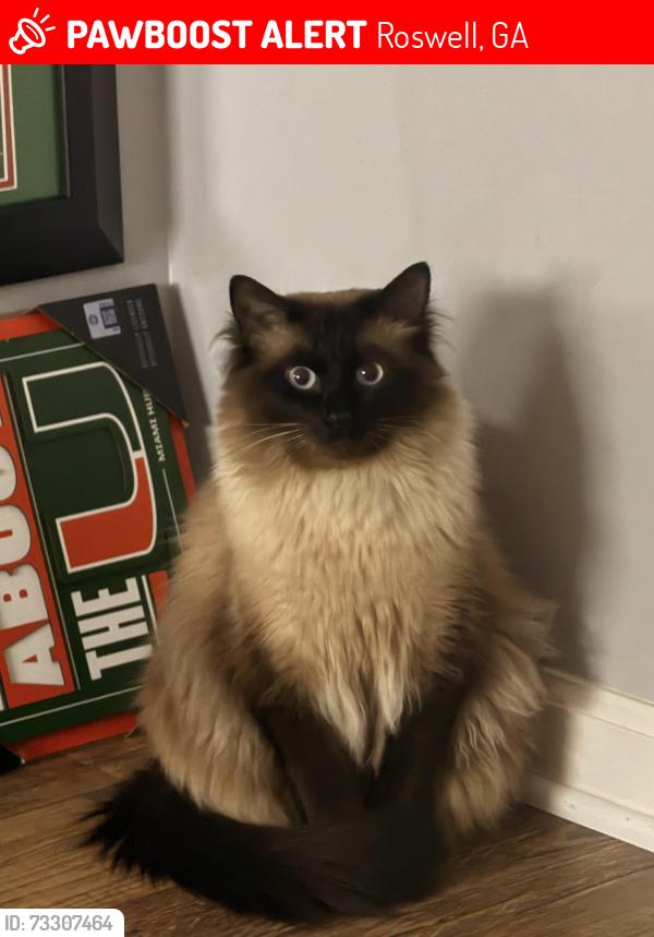 Lost Male Cat last seen In The heritage off 92, Roswell, GA 30075