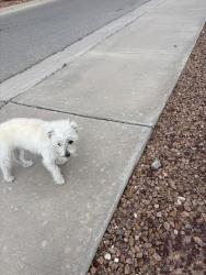 Found/Stray Unknown Dog last seen Calle Milagro and Calle vista, El Paso, TX 79912