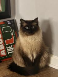 Lost Male Cat last seen In The heritage off 92, Roswell, GA 30075