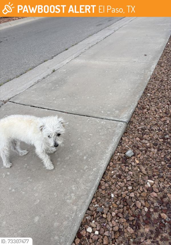 Found/Stray Unknown Dog last seen Calle Milagro and Calle vista, El Paso, TX 79912