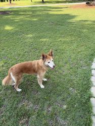 Found/Stray Female Dog last seen Indiana and Fort Bragg Rd, Southern Pines, NC 28387