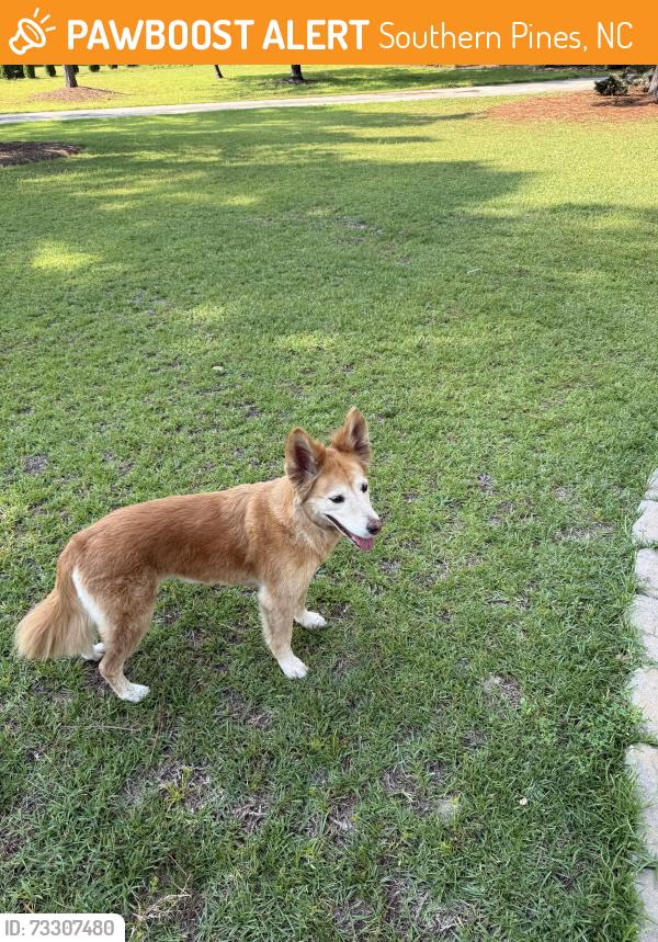 Found/Stray Female Dog last seen Indiana and Fort Bragg Rd, Southern Pines, NC 28387