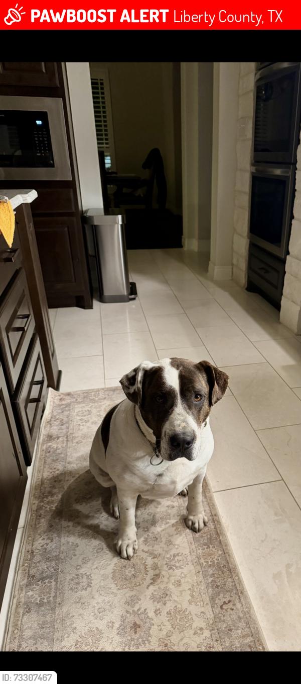 Lost Male Dog last seen County Road 2326, Liberty County, TX 77535