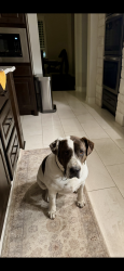 Lost Male Dog last seen County Road 2326, Liberty County, TX 77535