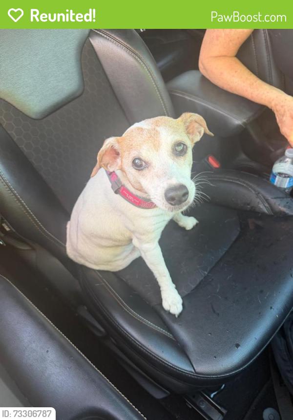 Reunited Female Dog last seen Paradise village in between 130 ave and flamingo road, Davie, FL 33325